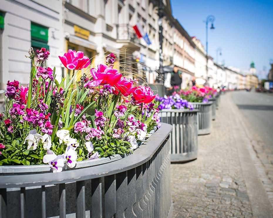 Miliony kwiatw w Warszawie. Coraz pikniej i kolorowo