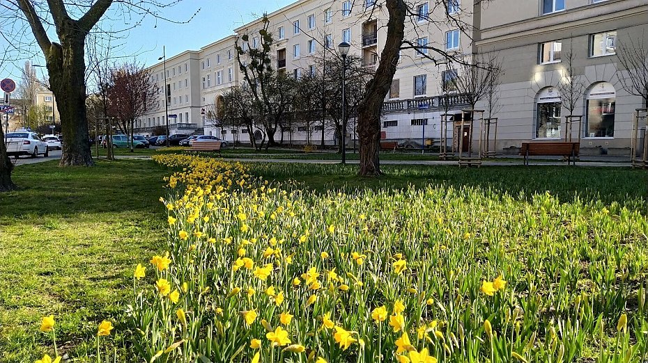 Krasiskiego zazieleni si i zakwitnie na nowo. Co i kiedy powstanie?