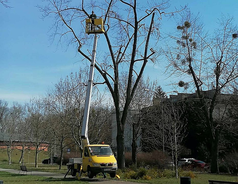 oliborz walczy z jemio. witeczny symbol zagroeniem dla drzew