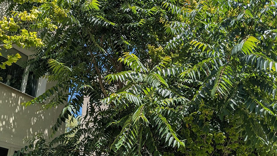 Warszawa usuwa inwazyjne drzewa niszczce infrastruktur