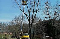 Jemioła atakuje w stolicy. Stare drzewa szczególnie zagrożone