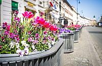 Miliony kwiatów w Warszawie. Coraz piękniej i kolorowo