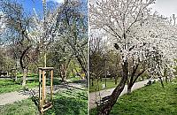 Sady Żoliborskie bardziej jak... sady