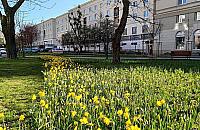 Krasińskiego zazieleni się i zakwitnie na nowo. Co i kiedy powstanie?