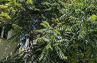 Warszawa usuwa inwazyjne drzewa niszczące infrastrukturę